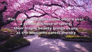 Cherry Blossoms