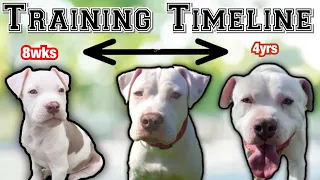 Complete Pit bull puppy Training Schedule by AGE!