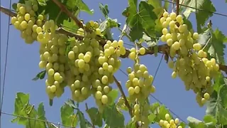 HACI MİRZƏƏLİ Bağban üzümçülük 1 (виноград)