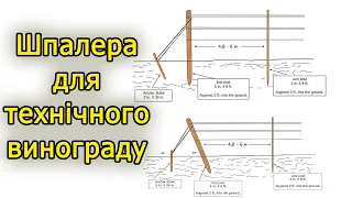 Шпалера для технічного винограду. Виноград 2020