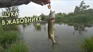 ЩУКА ХВАТАЕТ ВСЁ ЧТО ПАДАЕТ!!!   Рыбалка в ЖАБОВНИКЕ на неогруженную резину. Щука на спиннинг