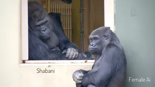 Silverback Gorilla Worried About His Female Being Annoyed by Another Male | The Shabani Group