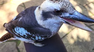 Wild kookaburras fly onto my lap!! - Casual Chaos and Cuteness #24