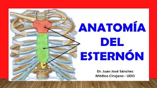 🥇 ANATOMY OF THE STERNUM. Quick and Simple