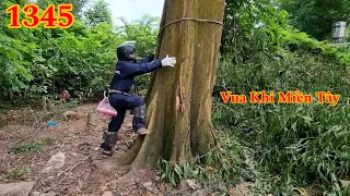 Full : Vua Khỉ Miền Tây x.ử lý tổ ong rừng trước khi cưa hạ gốc cây Tràm Bông Vàng Cutting tree