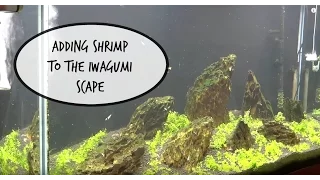 Adding shrimp! - 90 Gallon Iwagumi Aquascape -  Part 2
