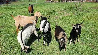Мои шикарные козы