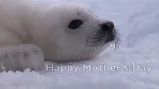 The Precious Bond Between A Mother Seal and Her Baby