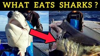 The UnXplained: Deep Sea Monster Bites Shark in Half