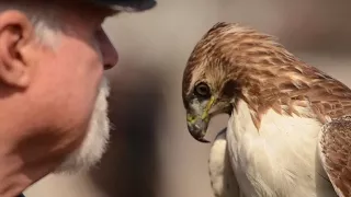 Oil Painting of Falconer and Red-tailed Hawk