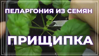 Пеларгония из семян ПРИЩИПКА. Как прищипывать рассаду герани