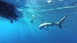 Azores Underwater Encounters 2013