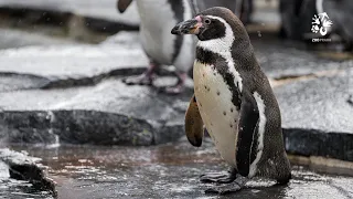 Karlík se dožil 30 let! Je to nejstarší tučňák v Zoo Praha