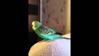 Гоша-мальчик, говорящий попугайчик 2