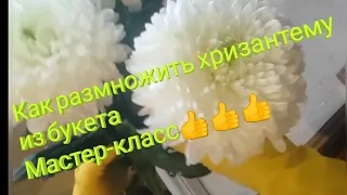 РАЗМНОЖИТЬ ХРИЗАНТЕМУ ИЗ БУКЕТА ЛЕГКО!!!  100 % результат