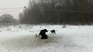 Лайки впервые по медведю на площадке РЕЛ. 2 года сука и ЗСЛ. кобель 9 мес.