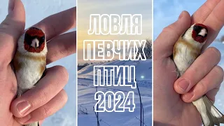 ЛОВЛЯ ПЕВЧИХ ПТИЦ 2024.ЩЕГОЛ.