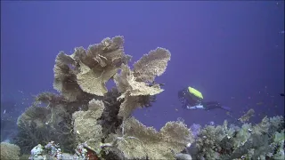 Red Sea Diving - Safaga, Egypt - February 2023