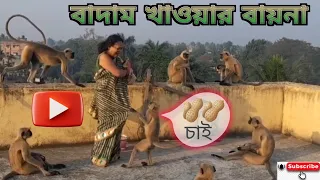 বাদাম খেতে চায় | Crazy for nuts 🥜 | #animallover #jayhanuman #monkeyfeeding