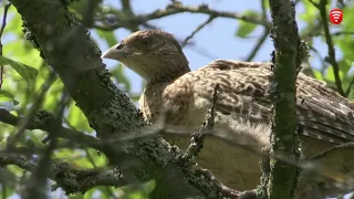 Десант фазанів висадився на Вінниччині, новини 2018-08-06