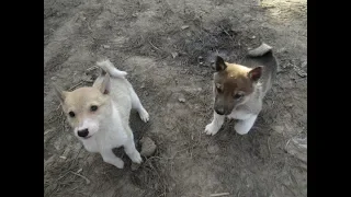 Щенки прожили первую ночь