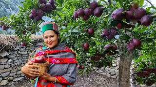 ||Apple Season(Apple Barfi Recipe)In Kinnaur HP||