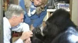 Koko meets Mr. Rogers, her favorite celebrity
