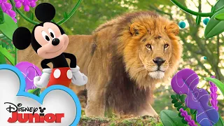 Grasslands 🦁 | Disney Animals | Mickey Mouse Funhouse | @disneyjunior
