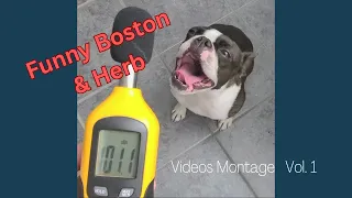 Best Funny Dog Videos - Boston Terriers Vol.1