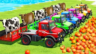 TRANSPORT COWS & GRAPEFRUITS WITH MINI TRUCKS & FENDT TRACTORS - Farming Simulator 22