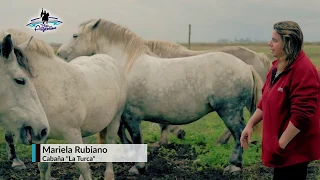 Bien Argentino - Programa 39 - Cría de Percherones y Ponys en Cabaña "La Turca", Ana Zumarán