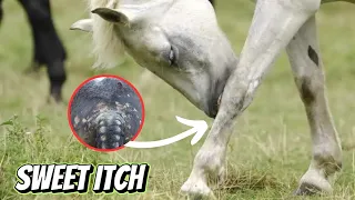 Sweet itch in horses