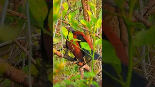 So beautiful Birds❤️😘😍 | Amazing nature and Birds living! #117  #short  #birds #nature #amazingbird