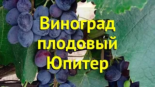 Виноград плодовый плодовый Юпитер. Краткий обзор, описание характеристик vitis vinifera Юпитер