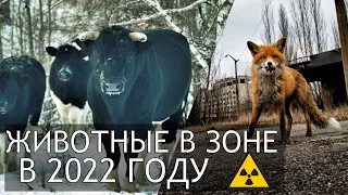 Chernobyl 2022 What animals are there in the Exclusion Zone and the abandoned city of Pripyat