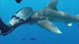 Fight with an aggressive longimanus shark