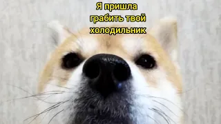 Муд сиба-ину 🐶// Приколы // Собаки