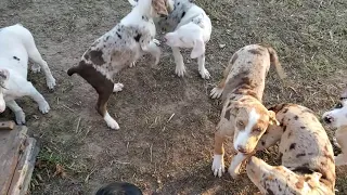 Catahoula puppy video