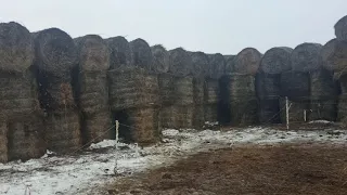 Ветрозащита для коров.Уличное содержание КРС породы Герефорд на поле.