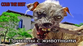 Приколы с животными|COUB THE BEST