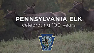 Pennsylvania Elk: Celebrating 100 Years - long version