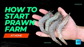 How To Start PRAWN FARMING At HOME For HIGH PROFIT | Shrimp Farming Guide - Things you need to know