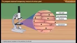 To prepare stained temporary mount of onion peel