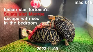 ［Indian Star Tortoise］Escaped turtle after having sex in the bedroom