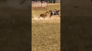 Антилопа Гну убегает от Льва