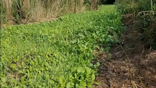 Domain seed "NO BS" mix food plot prep and time lapse