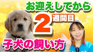 子犬を迎えて２週間　そろそろ○○しよう！＆気をつけること。ドッグトレーナーが子犬の飼い方を解説します【子犬の育て方#2】