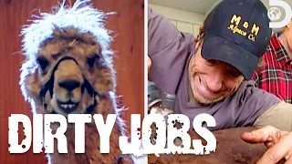 The Dirtiest Animal Jobs | Dirty Jobs | Discovery