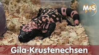 Achtung giftig! | Gila Krustenechsen Basic | Reptil TV