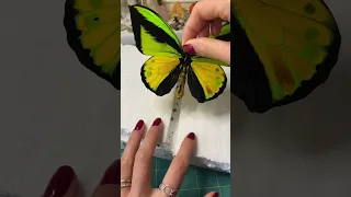Unpinning a dead Goliath birdwing butterfly #entomology #naturalwonders #insects #responsiblysourced